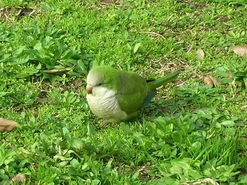 Parrocchetti  ... romani, specie varie!